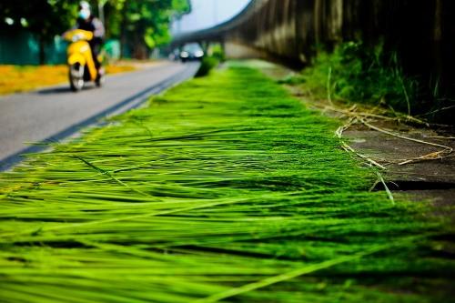 Dây lạt được tận dụng từ thân lúa phơi khô